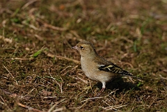 David Plant Photography - Wildlife Photographer - Chaffinch female - H